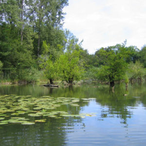 Taubergießen-Mangroven, Naturschutzgebiet Taubergießen